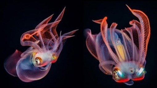 Thysanoteuthis rhombus, Japna and Okinawa.