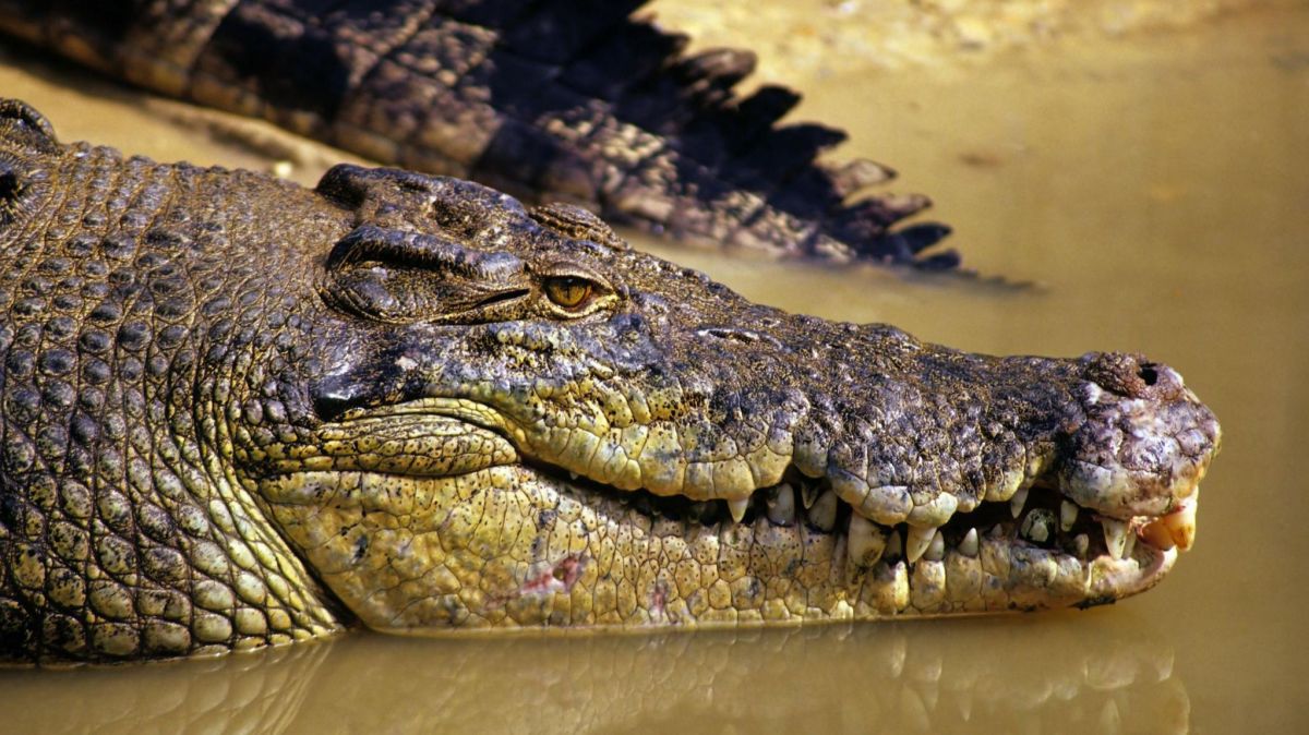 Fears for Australian Child Missing After Croc Attack, Fears for Australian ,  Australian Child Missing After Croc Attack , Australian, Child Missing After Croc Attack ,  Croc Attack