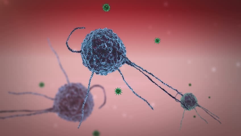 Phagocytosis, Endocytosis, Elimination, Fusion, Basic steps of Phagocytosis, Detection, Attachment, Ingestion