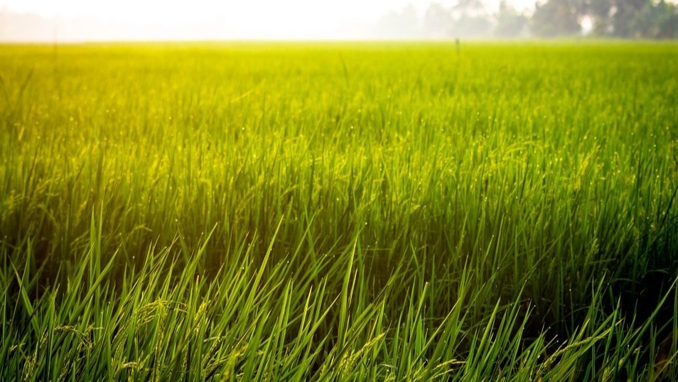 University of Maryland, plant hormone, biology, disease, hormone ethylene