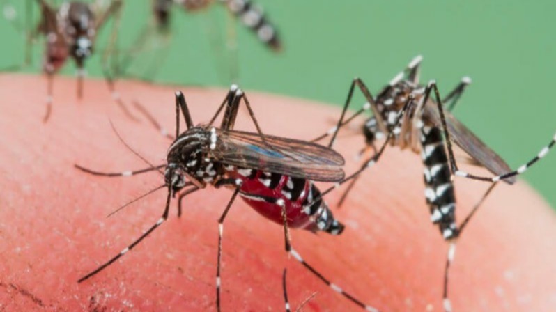 OX5034, Mosquitoes, united states,  Environmental Protection Agency, Gregorian calendar month,  the state of Sunshine State