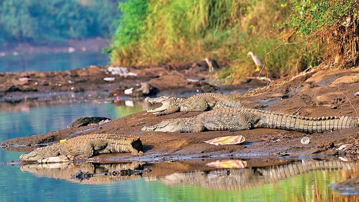 Vadodara , Forest Department, Raj Bhavsar, crocodile