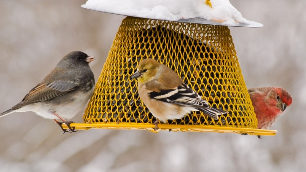 Japanese North America, Plant, bird, planet warms, Zuckerberg says birds square, Zuckerberg