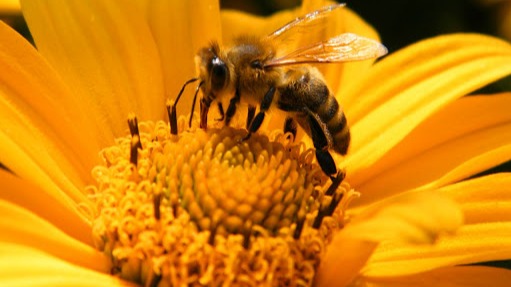bee, Bilateral gynandromorph , hermaphrodite bee