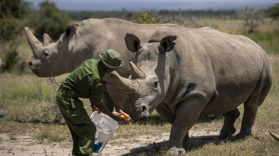 Scientists, rhinoceros, Baby, Central African Republic, Scientists athletics
