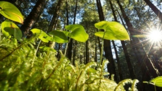 Plants, US, University of Connecticut, Tammo Reichgelt , Carbonic Acid Gas