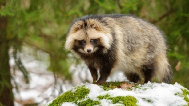 Friedrich Loeffler Institute, COVID, SARS, Raccoon Dog, Study