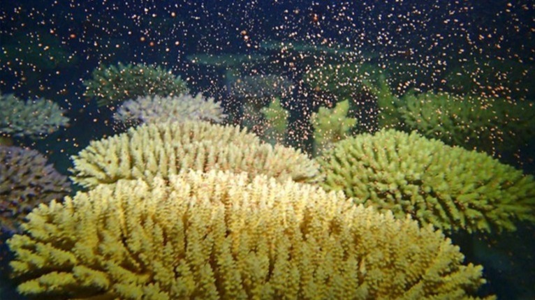Coral reefs, coral sex, CORALIUM Laboratory, scientist, water