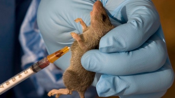 Lassa, fecer, Ribavirin, treatment, health