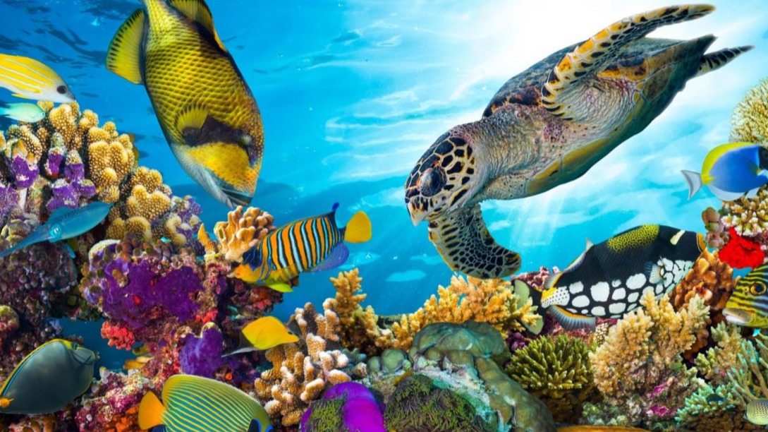 eruption, earth, global worming, species, ocean waves