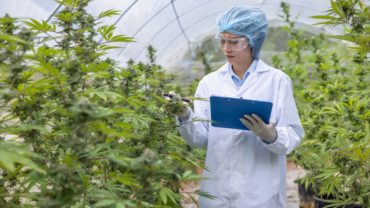 Sunderland,  medical cannabis,  cannabis processing,  medical cannabis boom,  cannabis production,  medical cannabis clinics,  Curaleaf UK