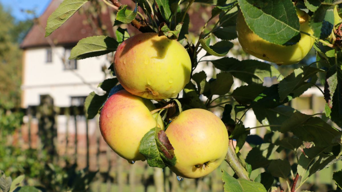 apple library,  British apple varieties,  Brogdale Farms,  Kent orchard,  apple genetics,  Cox's Orange Pippin,  apple cultivation history,  rare apple varieties,  grafting,  UK fruit collection