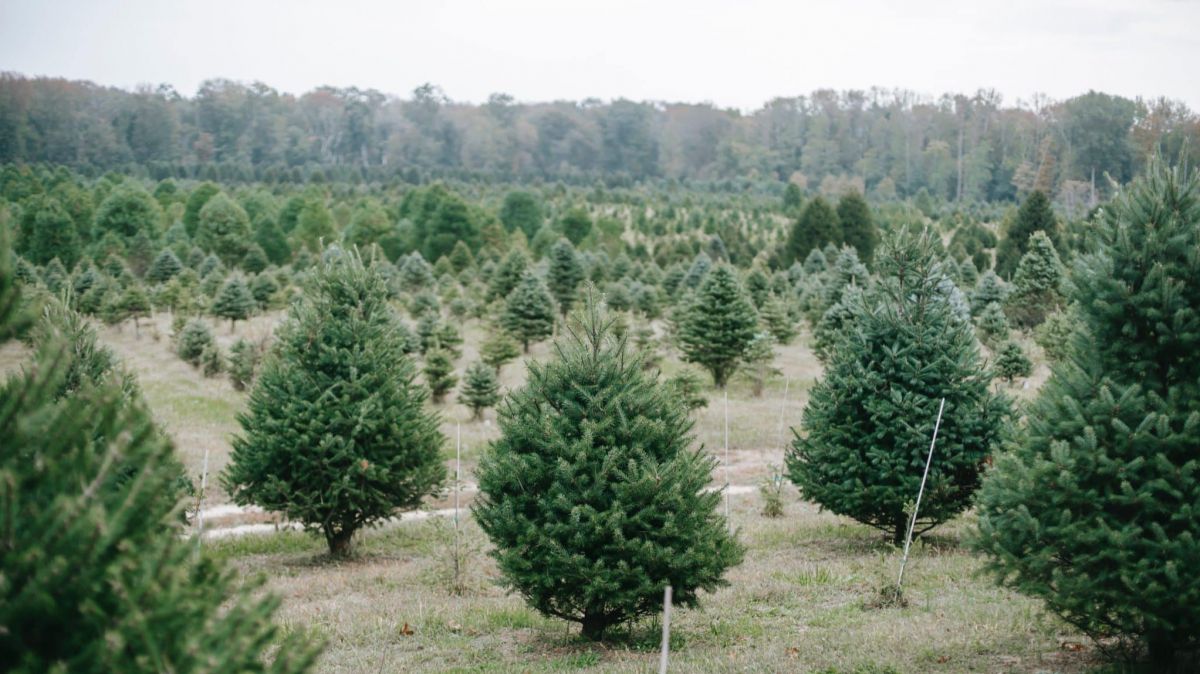 real Christmas trees,  environmental benefits,  Christmas tree farms,  land use,  sustainability,  biodiversity,  climate change,  eco-friendly Christmas,  Christmas tree plantations,  carbon footprint