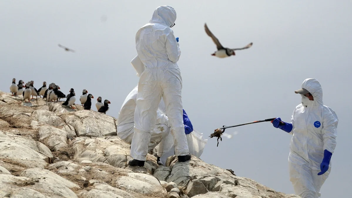 Bird flu,  avian influenza,  H5N1,  HPAI,  animal pandemic,  wildlife,  mammals,  poultry farming,  zoonotic diseases,  human health