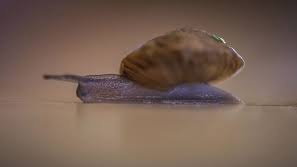 Desertas Island land snails,  Chester Zoo conservation,  critically endangered species,  snail reintroduction,  Madeira snails,  invasive species eradication,  Bugio Island,  snail habitat restoration,  conservation success stories,  biodiversity preservation