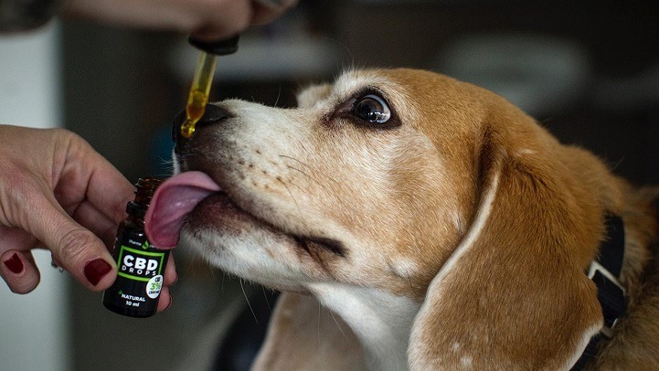 Scientists, oil, 23-year-old Fryderyka, Dr. Agnieszka Czujkowska, Cannabidiol Oil, CBD