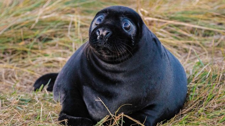 Black Seal Pups, Seal Breeding, Marine Life Protection