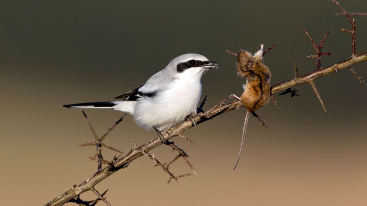 gift-giving animals,  nuptial gifts,  animal behavior,  insects,  arachnids,  social bonding,  courtship behavior,  evolutionary biology,  mating rituals,  altruism in animals