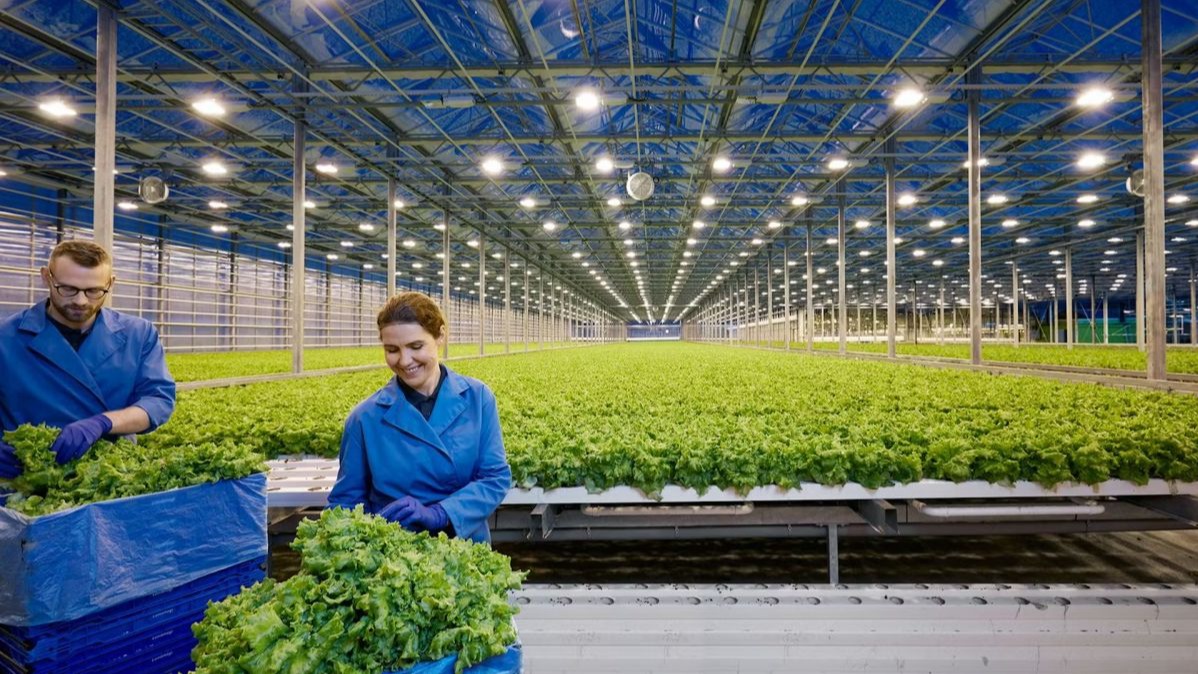 sustainable food production,  microalgae farming,  geothermal energy,  Vaxa Technologies Iceland,  Nannochloropsis,  spirulina benefits,  algae cultivation,  renewable energy agriculture,  carbon-negative farming,  protein-rich foods