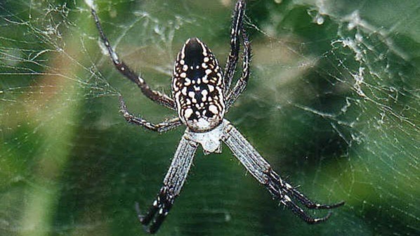 spider silk, science, biology, study,  microorganism