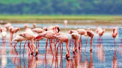 Pink Flamingos,  global pandemic, Kenya's Lake Nakuru, urban , birds