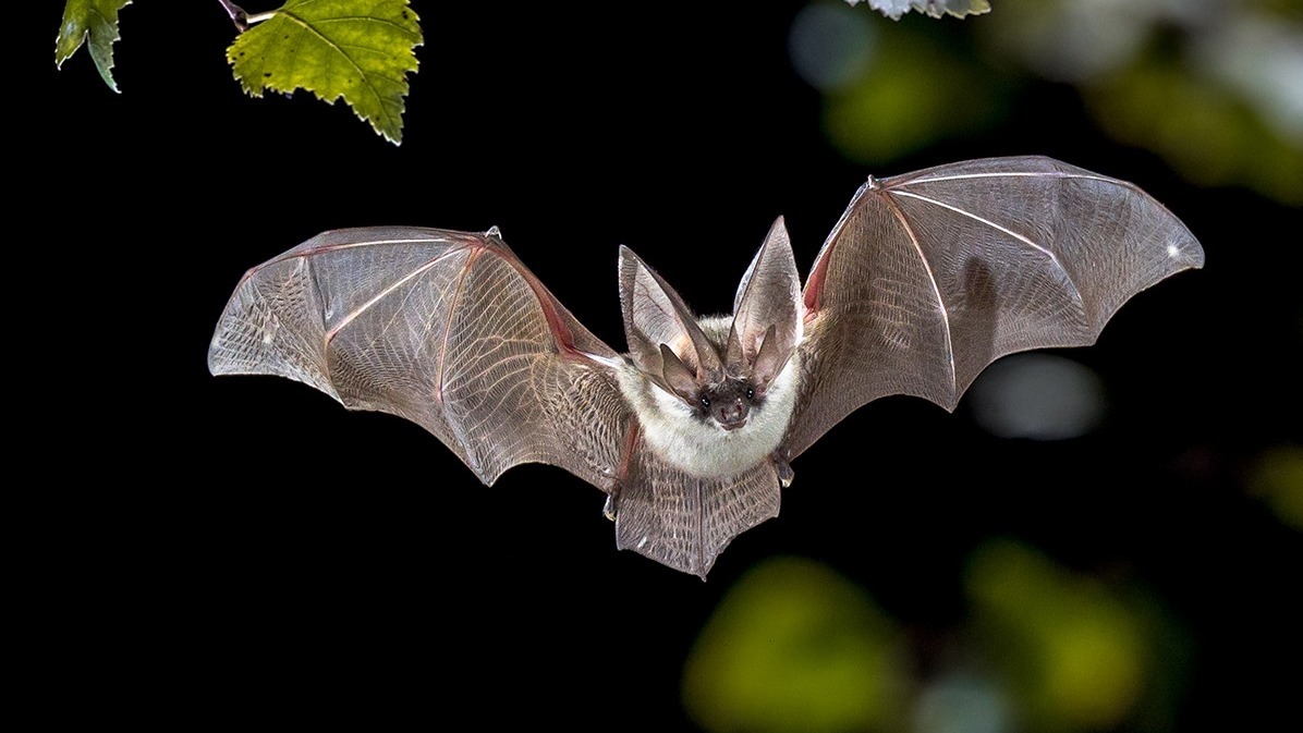 ABLV, Australian Bat Animal Virus, Bat, Human, Rabies, viruses, animal virus