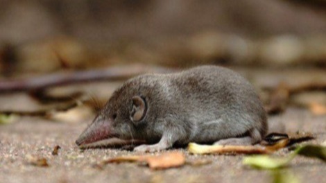 Mokola virus, Animal Virus, Zoonotic , Gregorian calendar, East London