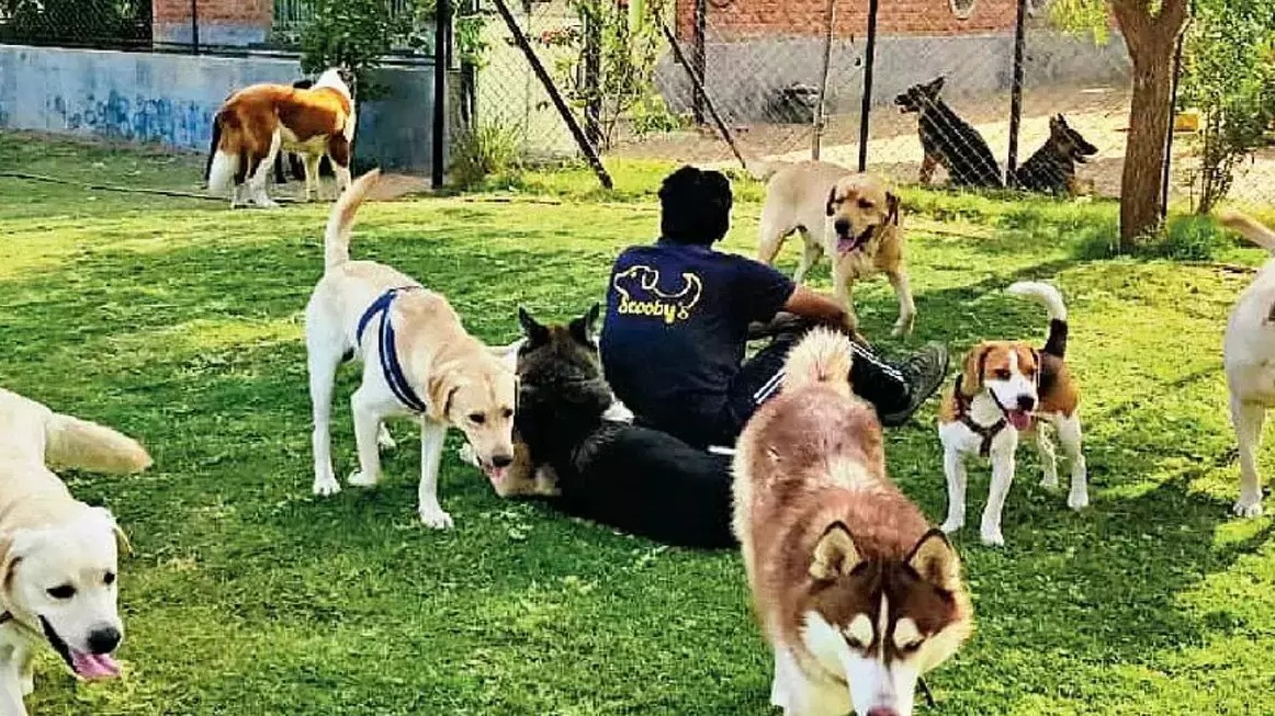 dog daycare,  barking ban,  noise complaints,  pet business,  dog boarding,  legal battle,  dog care facility,  barking restrictions,  community concerns