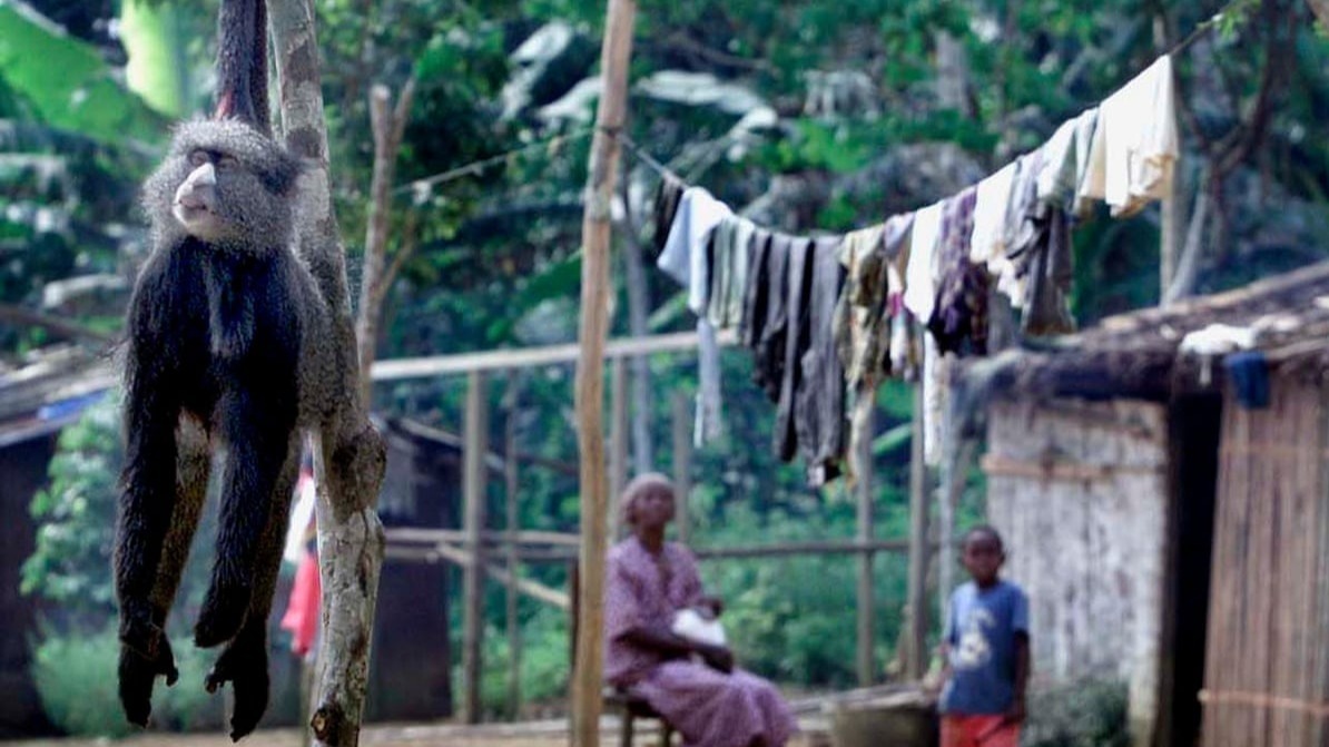 Zoological Society of London, USA, Species,  Iceberg, earth