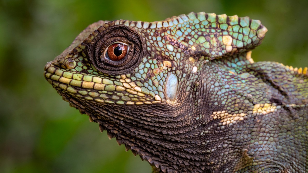 Beneath Threat, Rikki Gumbs, food cycle, geographical area, animal