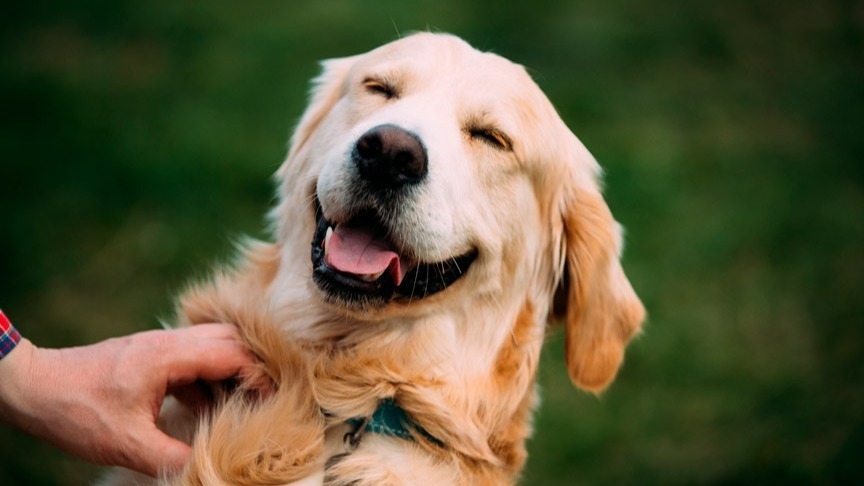 There Are Five Dog For A Home Pet In Asian Country