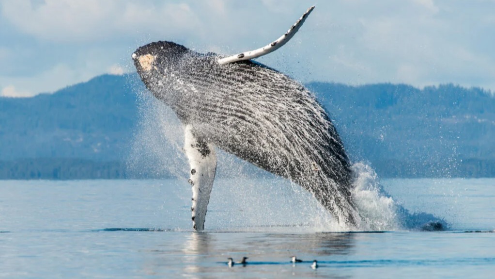 climate breakthroughs 2024,  environmental wins 2024,  nature conservation 2024,  global ocean treaty,  Amazon deforestation 2024,  Great Green Wall Africa,  solar energy vs coal,  plastic treaty 2024,  wildlife corridors Asia,  green finance 2024