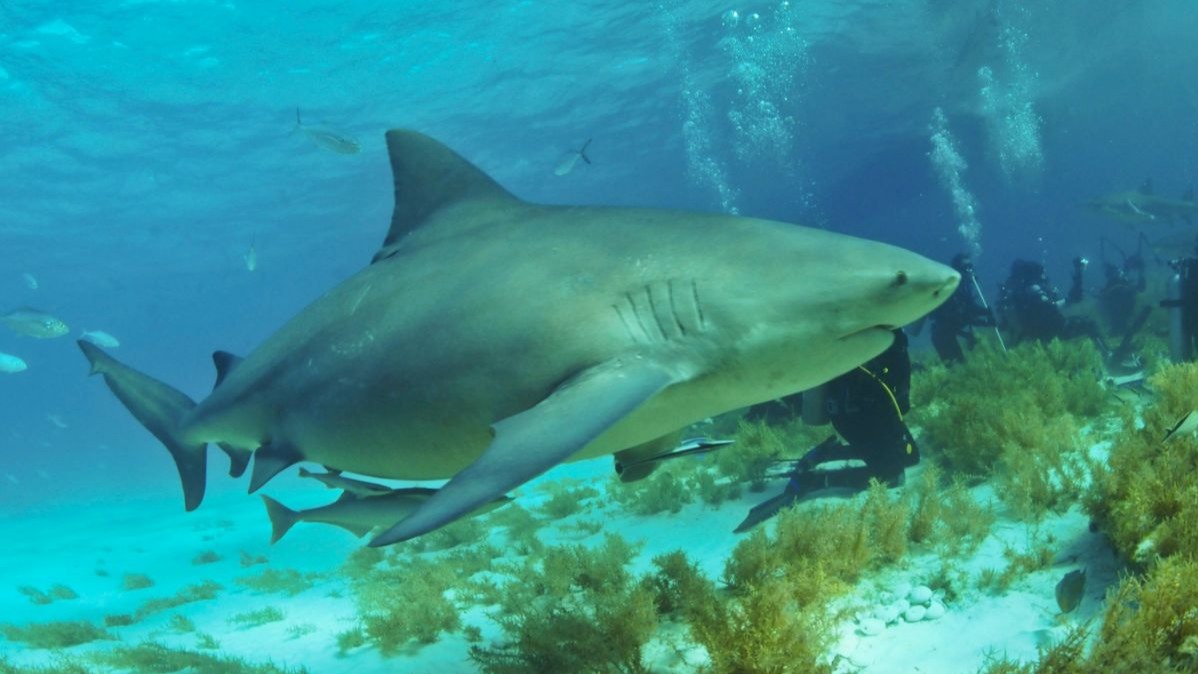 Emergency Services,  Greenmount Beach,  Man Dies,  Shark,  Shark Bite,  Southern Gold Coast