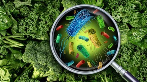 sickness, Food Poisoning,  fluids, E. coli , norovirus, virus, enterobacteria