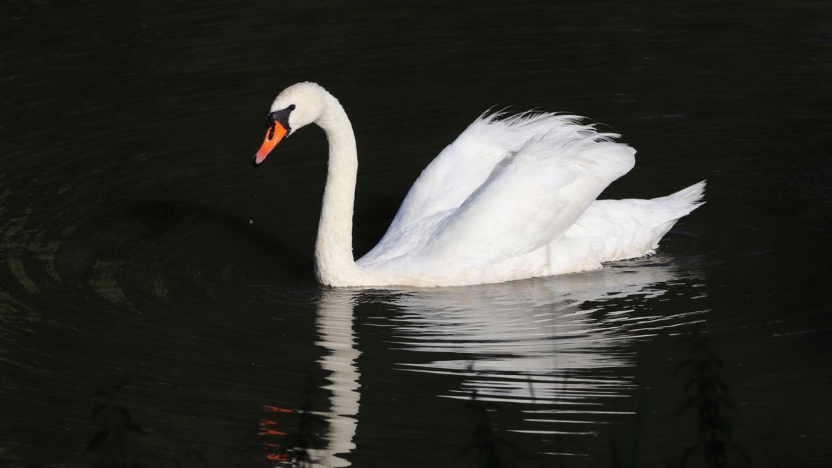 male swan, cob, Swanling,  defensive guardians