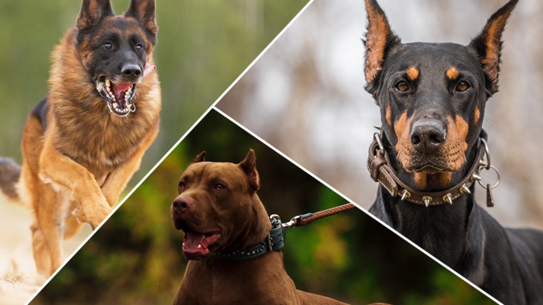 Canines,  Chihuahua, Alaskan Malamute , Bullmastiff