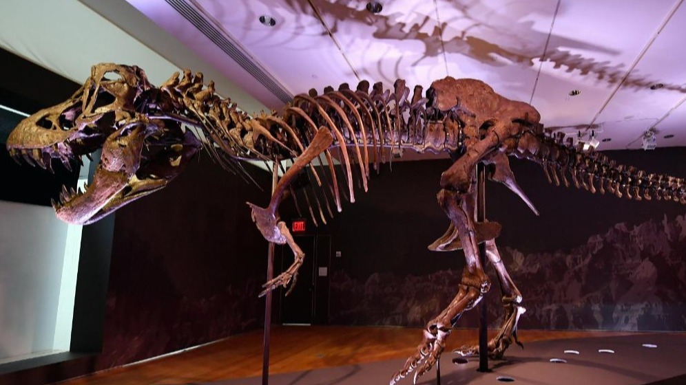 Black Hills Institute in South Dakota,  Buy a Dianosaur,  Dinosaur,  T. Rex Skeletons,  World greatest,  Worlds Biggest, STAN