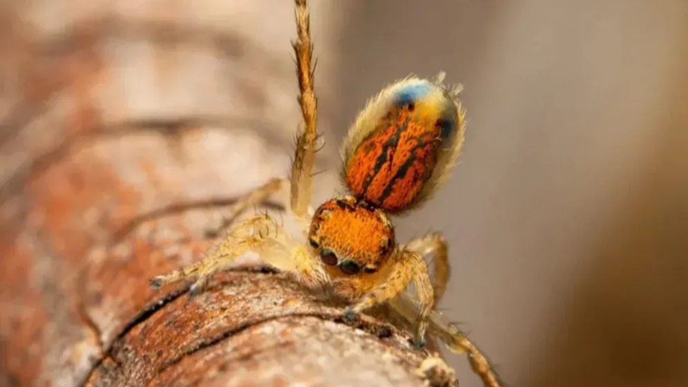 dancing spiders,  peacock spider,  dark DNA,  speciation,  evolution,  genetics,  biodiversity,  Earth BioGenome Project,  Sanger Institute,  arachnids