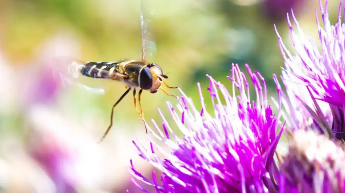 hoverflies,  pollen,  pollination,  long-distance,  migration,  science,  research,  biodiversity,  agriculture,  ecosystem