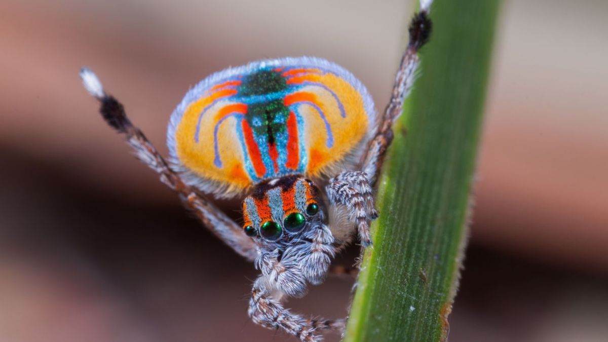 Peacock spider,  speciation,  evolution,  dark DNA,  genome,  biodiversity,  natural selection,  mating ritual,  Maratus,  Jonah Walker