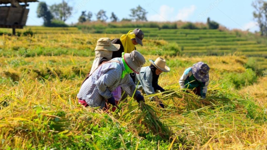 UK first rice crop,  commercial harvest,  hot summer,  Sussex,  short grain rice,  climate change,  agricultural innovation,  paddy rice,  arable farming,  diversification