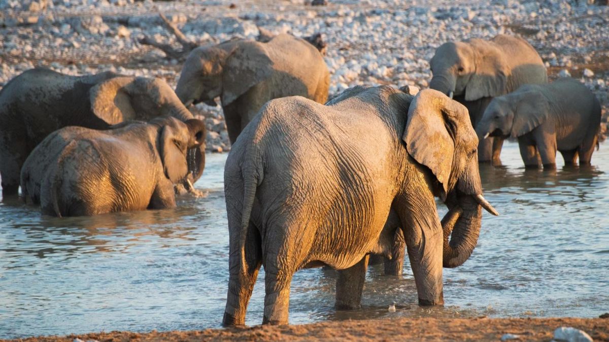 Chad,  African Parks,  Prince Harry,  Wildlife Charity,  Conservation,  Poaching,  Hassan Bakhit Djamous,  Disrespectful Attitude,  Financial Misconduct,  Zakouma National Park