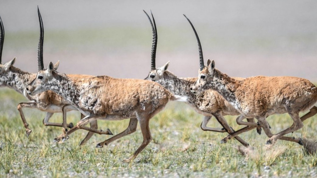 China, UN, United Nations , Donald Trump , Biodiversity