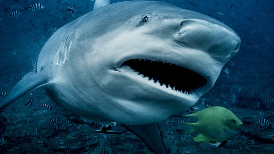 Sharks, COVID-19, Death, half of million, health