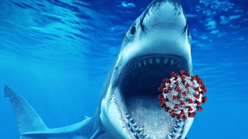 Coronavirus, sharks, allies, vaccine, danger