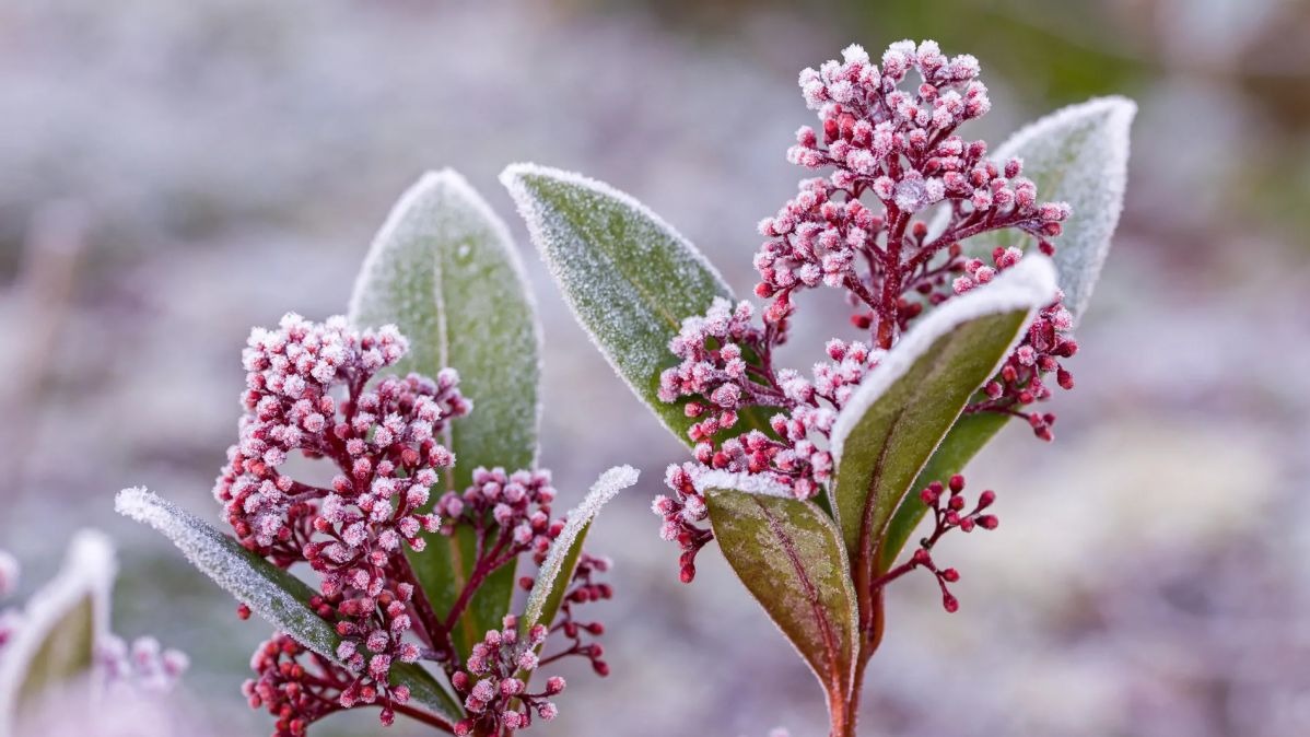 Ice Saints weather explanation,  why Ice Saints dates change,  Ice Saints frost Europe May,  Ice Saints calendar myth,  late frost in May Europe,  Ice Saints meaning and origin,  Germany Ice Saints tradition weather,  spring frost Europe causes,  climate change Ice Saints effect,  meteorology Ice Saints phenomenon