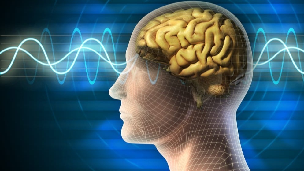 Brain Cells, Victim, Vesuvius Eruption.,  Herculaneum, man's brain