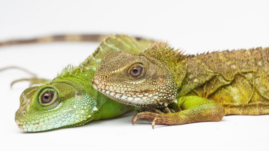 Lizards Area Until A Really Common Companion Within The Homes.