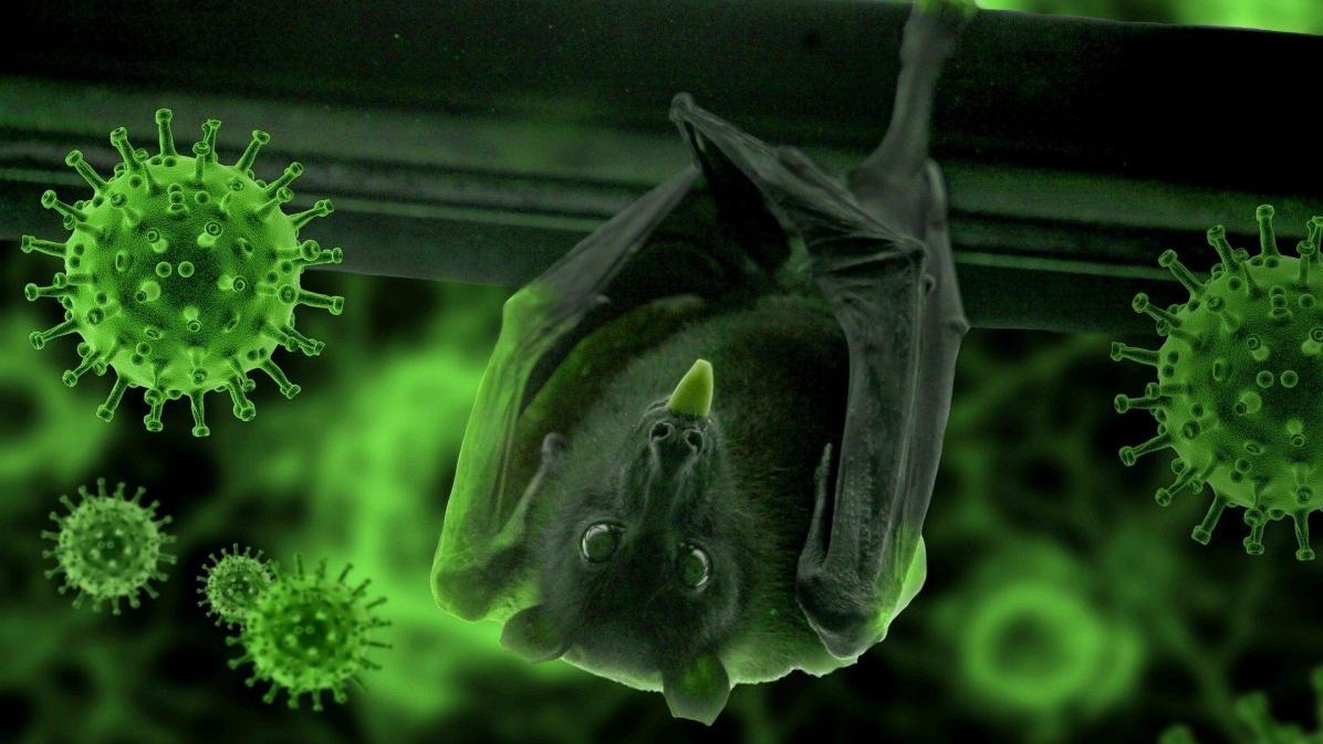 Ricardo Rocha, bats, corona virus, covid-19, bats not to be blamed,  Peru,  India,  Australia,  China , Indonesia.