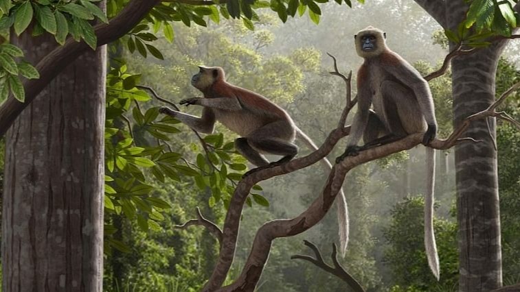 Fossil,  monkey species,  cows,  deer, goats, Europe to Asia